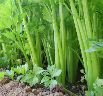 How much do you know about celery