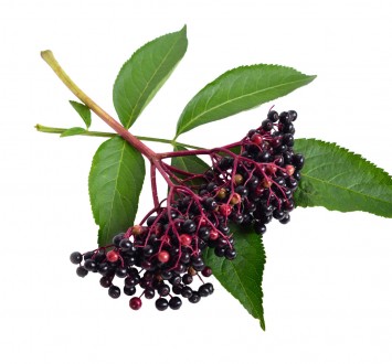 Elderberries: Five compelling health reasons