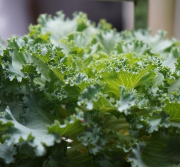 Why the kale is a super food