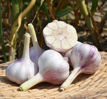 So many benefits of the humble garlic