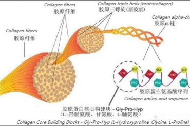 UNFOLDING---- Efficacy and Function of Collagen Peptide (the most complete one)